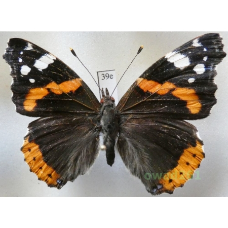 Vanessa atalanta (Linnaeus, 1758) Poland39e